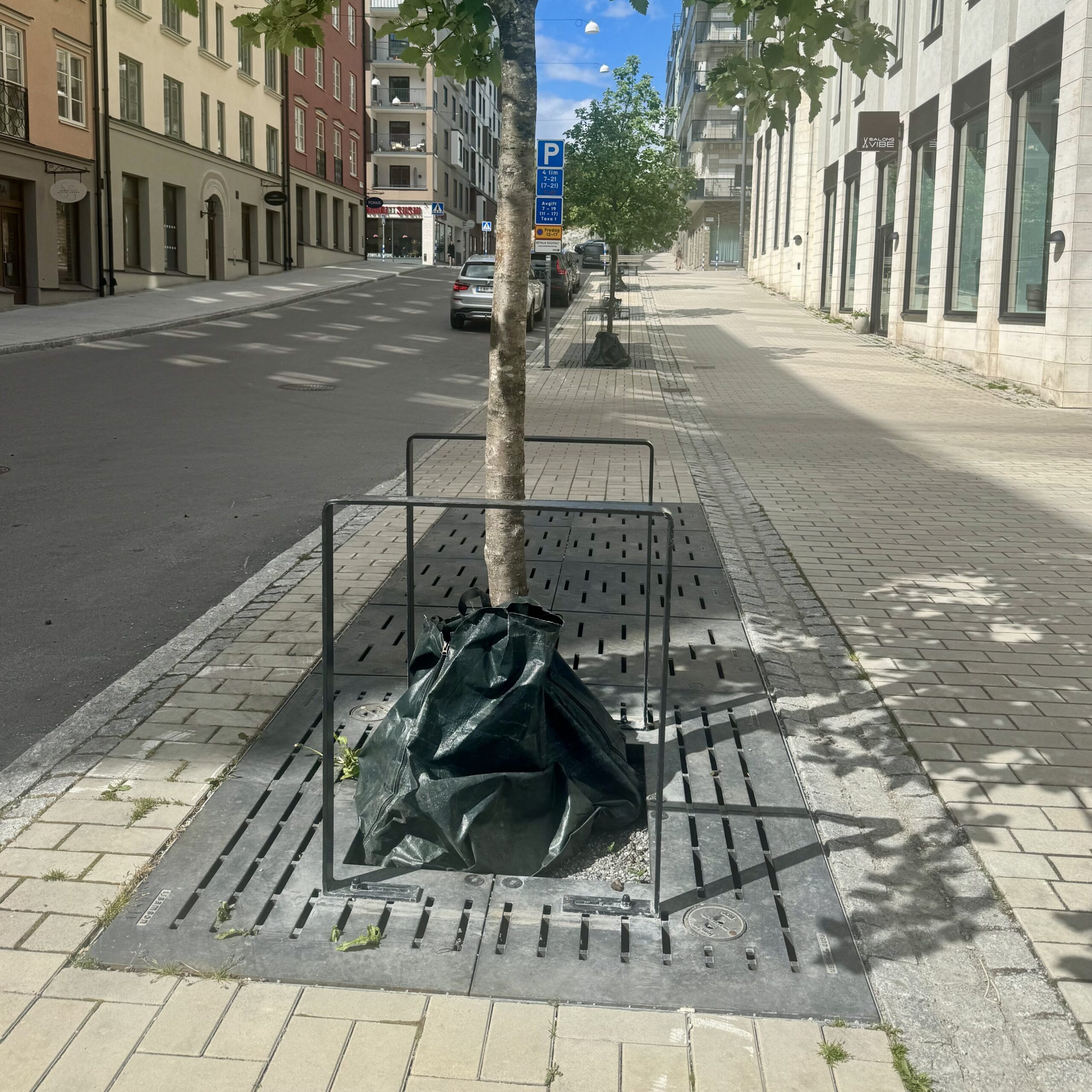 Stamskydd Betula med markgaller Lateral från Järn i Offentlig Miljö