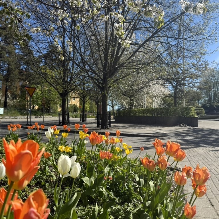Stamskydd Tilia från Järn i Offentlig Miljö